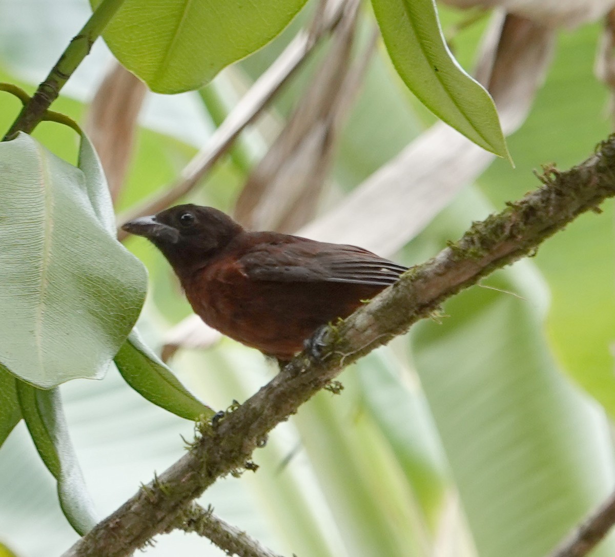 Silver-beaked Tanager - ML617781887