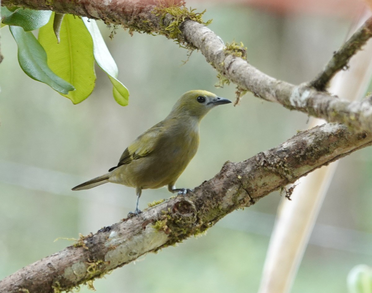 Palm Tanager - ML617781900