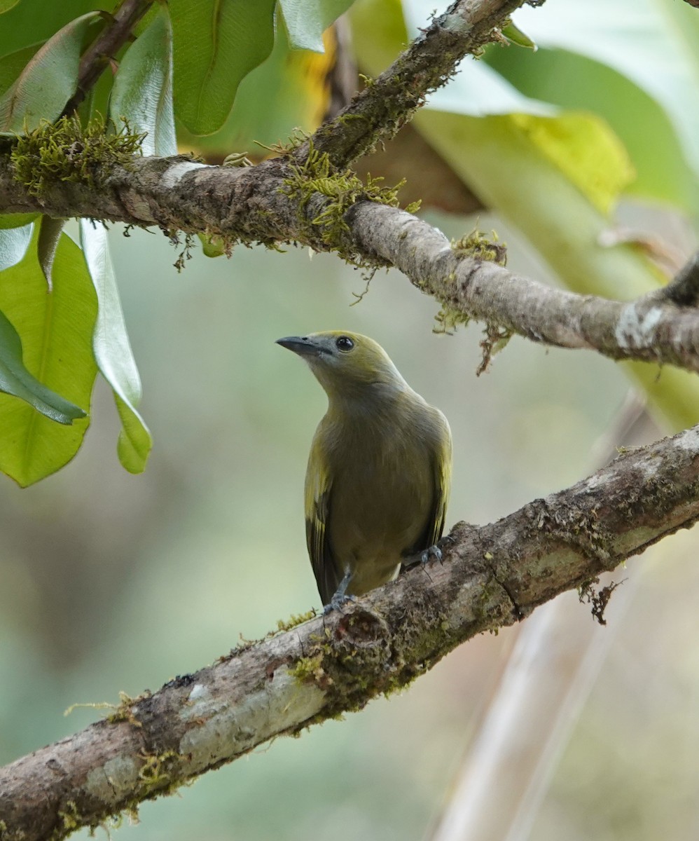 Palm Tanager - ML617781901