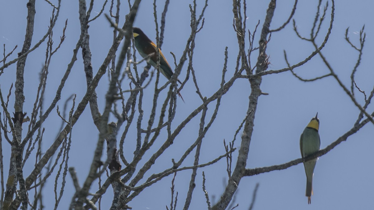 European Bee-eater - ML617781918