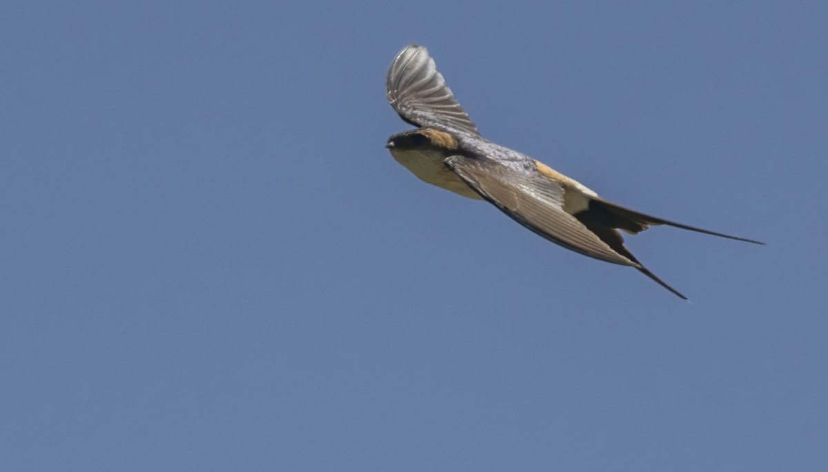 Red-rumped Swallow - ML617781962