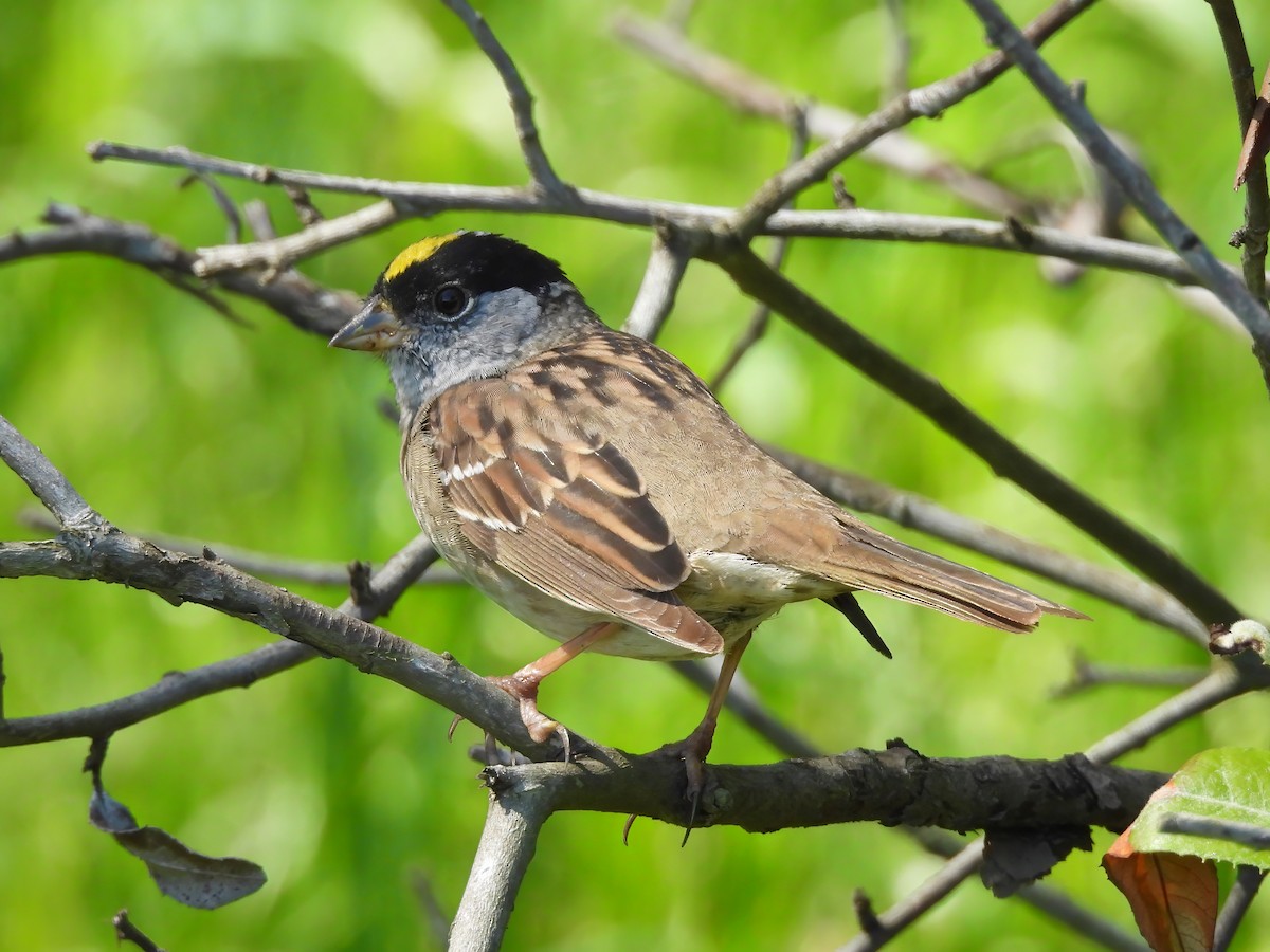 Golden-crowned Sparrow - ML617782047