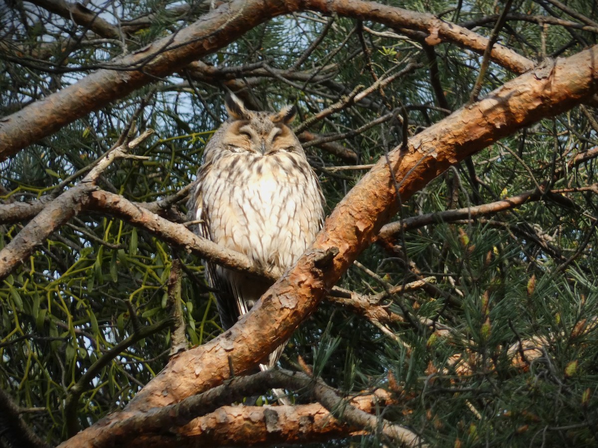 Long-eared Owl - ML617782280