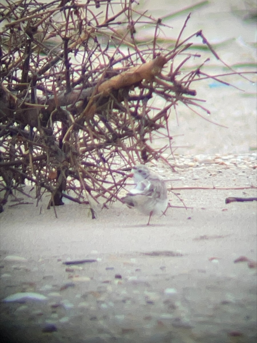 Piping Plover - ML617782296