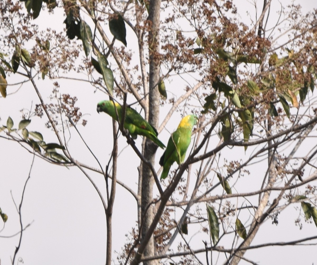 Yellow-naped Parrot - Zuly Escobedo / Osberto Pineda