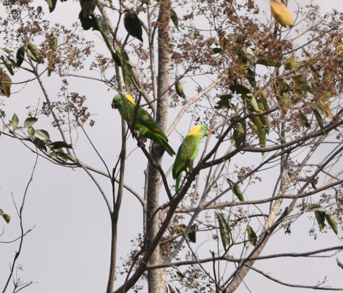Yellow-naped Parrot - Zuly Escobedo / Osberto Pineda