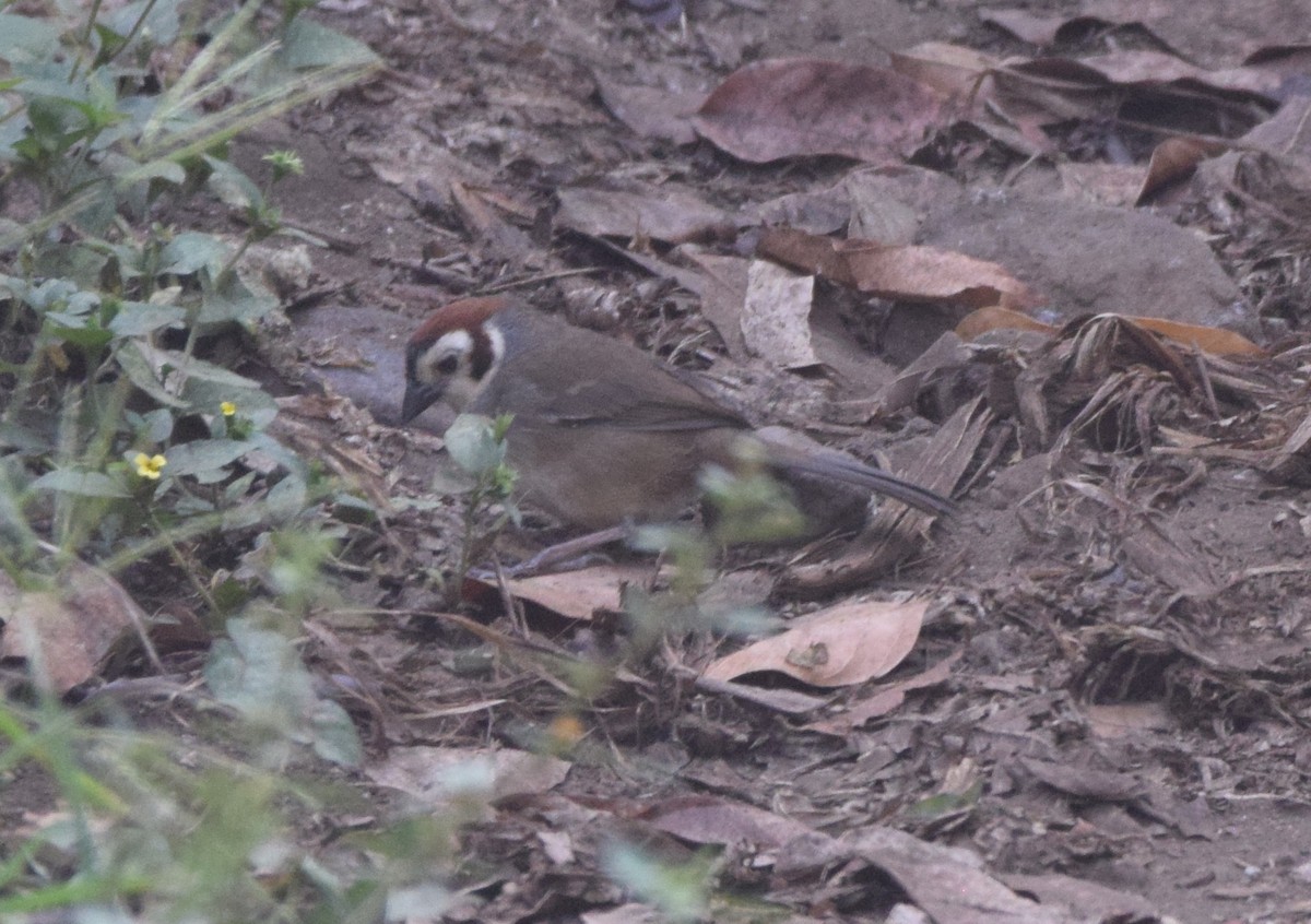 White-faced Ground-Sparrow - ML617782461