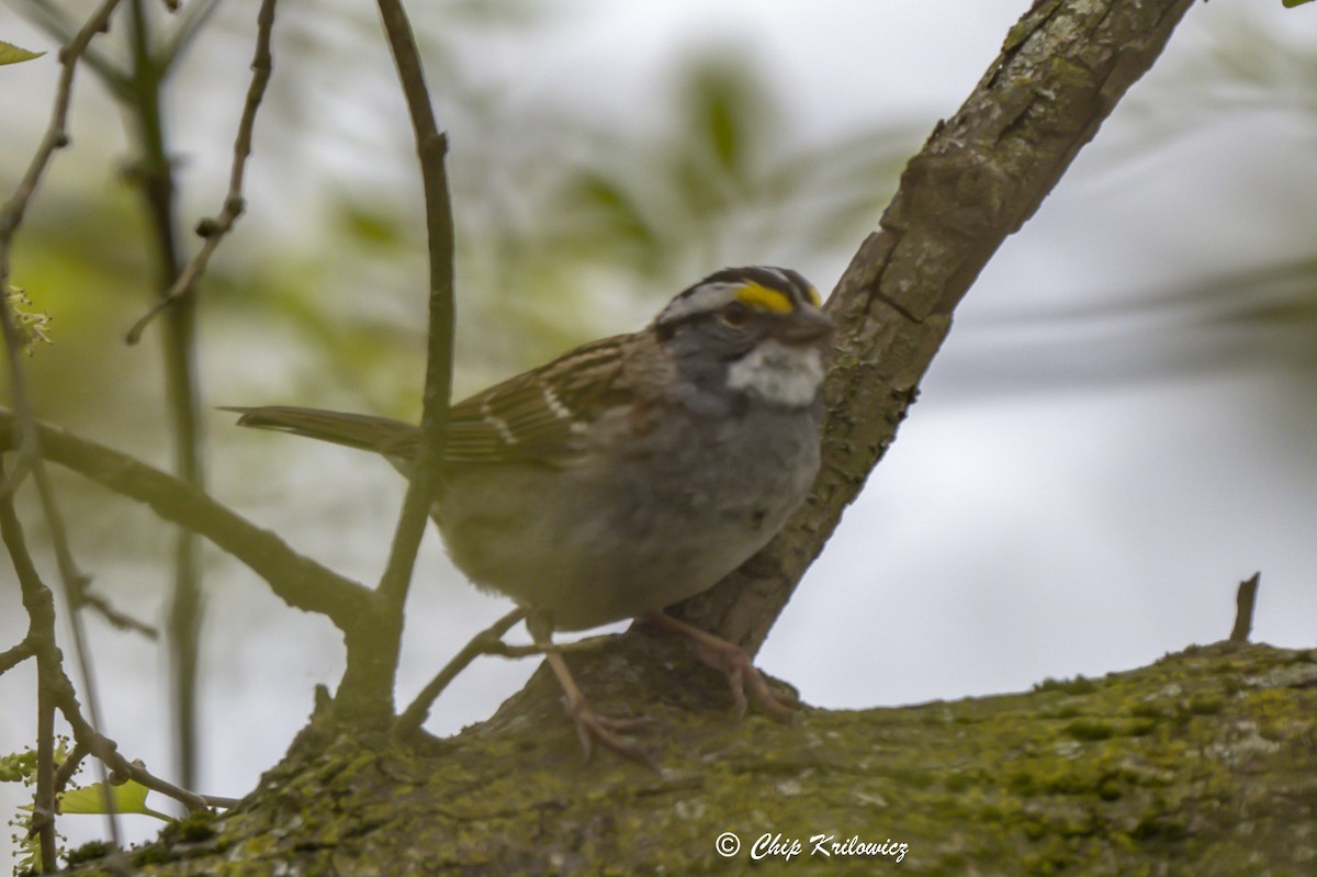 White-throated Sparrow - Chip Krilowicz