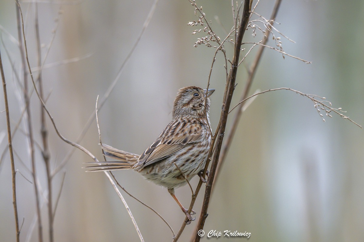 Song Sparrow - Chip Krilowicz