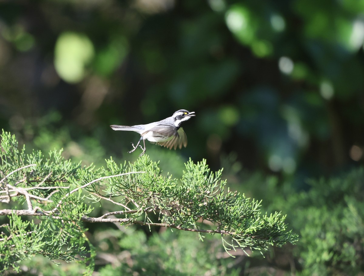 Black-throated Gray Warbler - Keith Maley