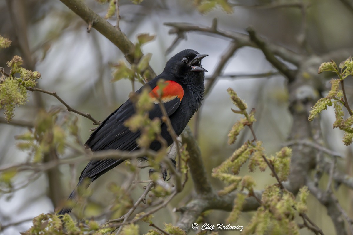 Red-winged Blackbird - Chip Krilowicz