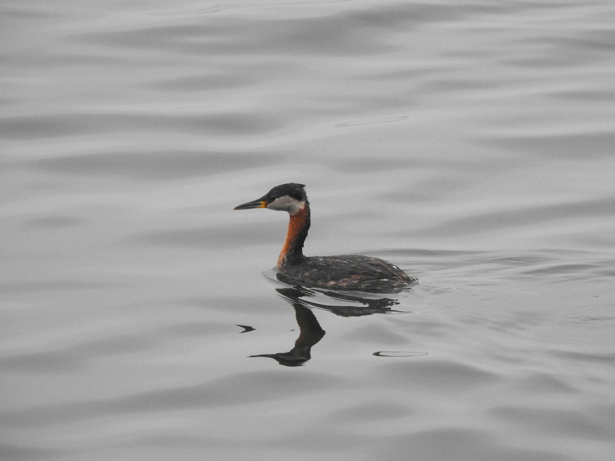 Red-necked Grebe - ML617782544