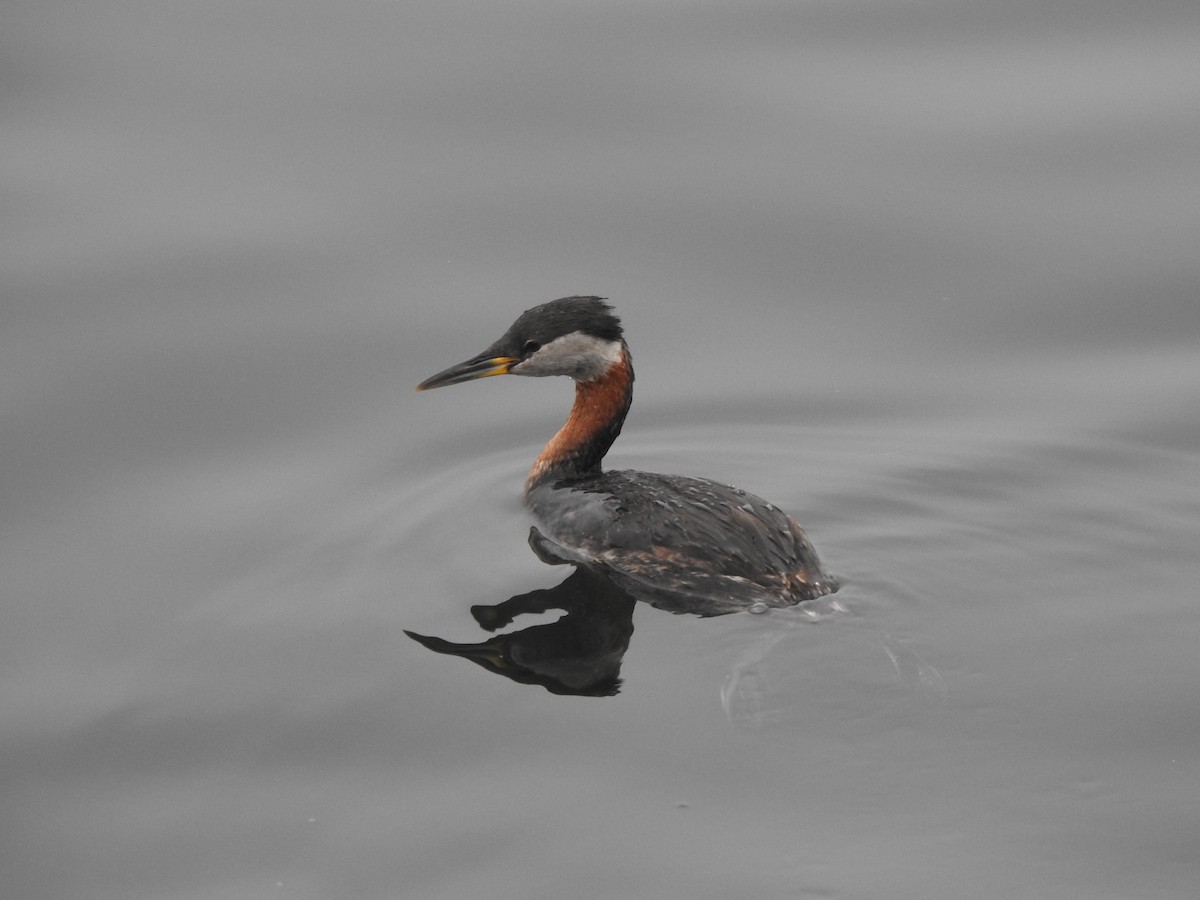 Red-necked Grebe - ML617782554