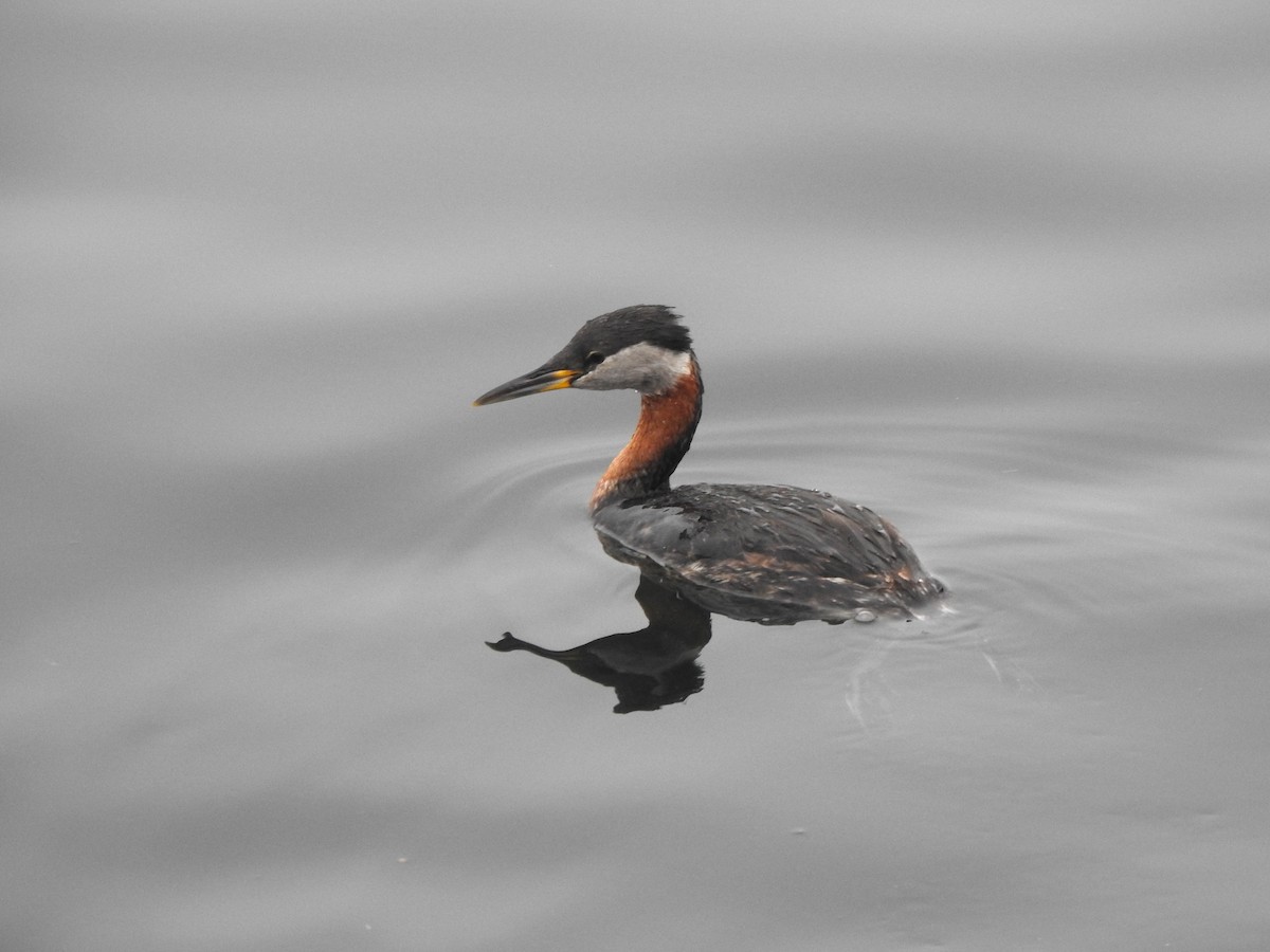 Red-necked Grebe - ML617782587
