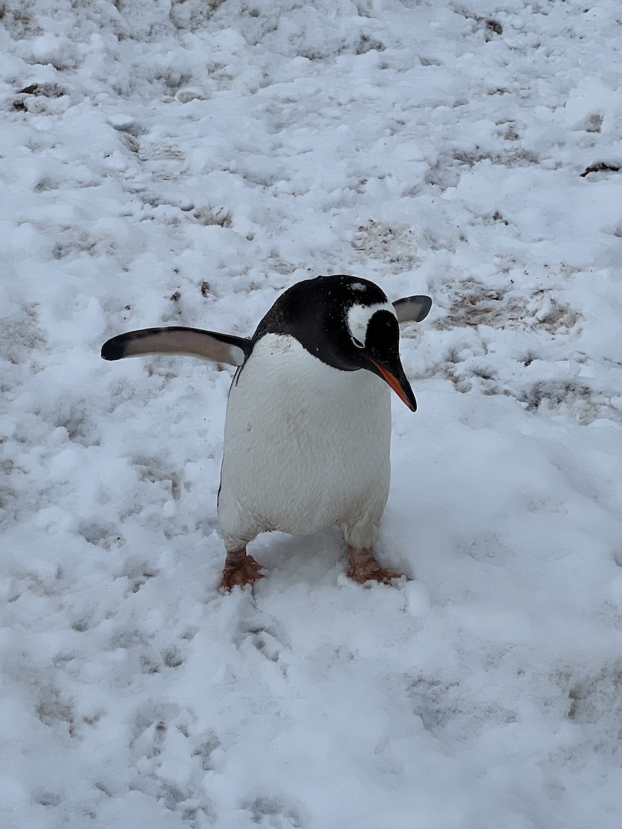 Gentoo Penguin - Rick Taylor