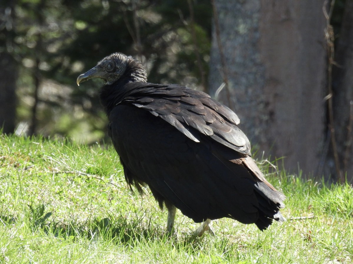 Black Vulture - ML617782671