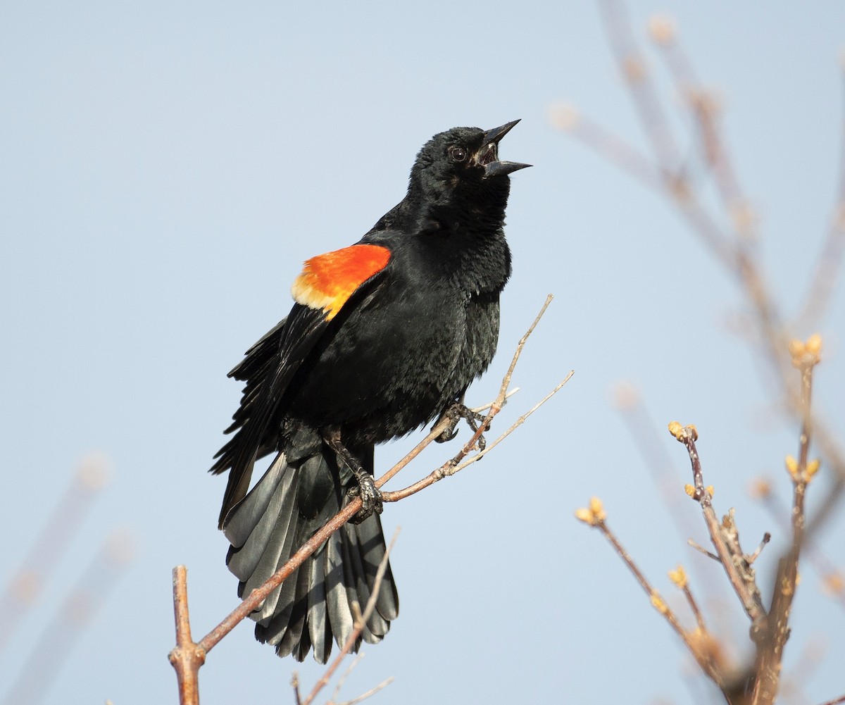 Red-winged Blackbird (Red-winged) - ML617782680