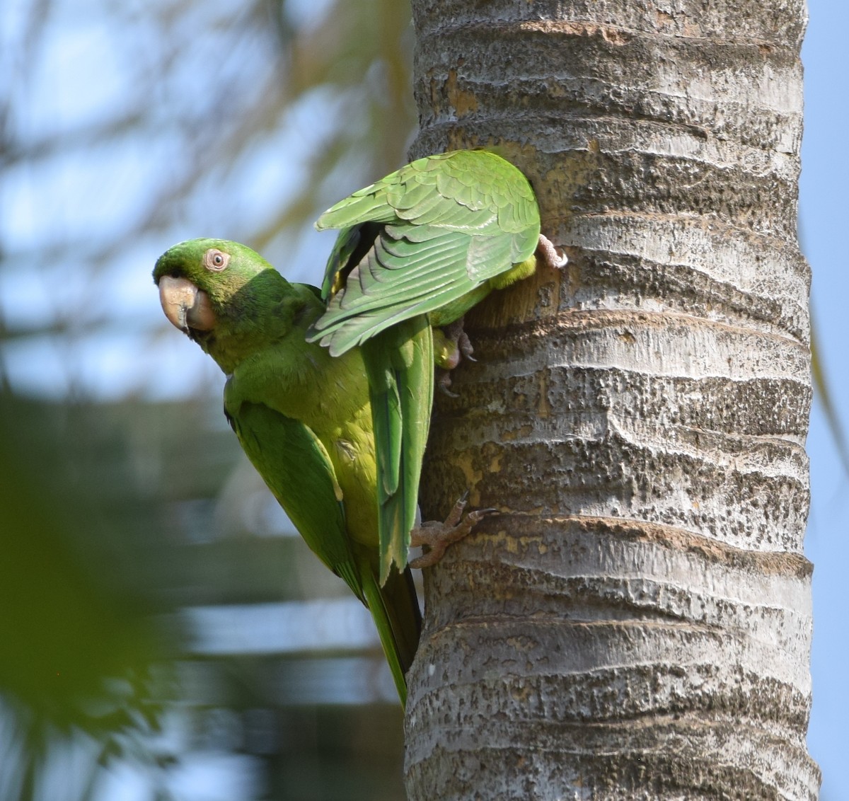 Pacific Parakeet - Zuly Escobedo / Osberto Pineda