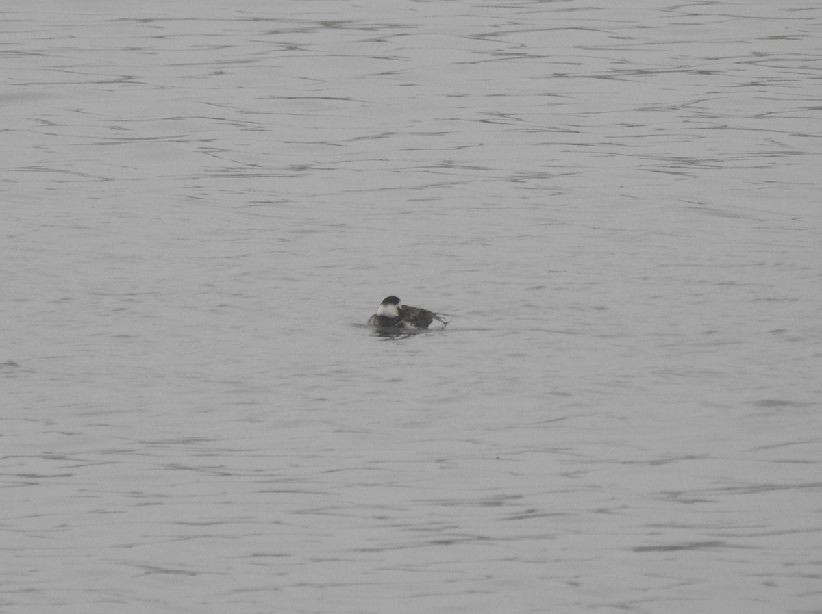 Long-tailed Duck - ML617782782