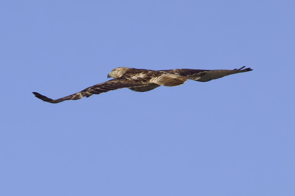 Red-tailed Hawk - ML617782816