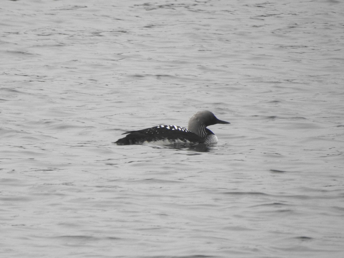 Pacific Loon - Monte Neate-Clegg
