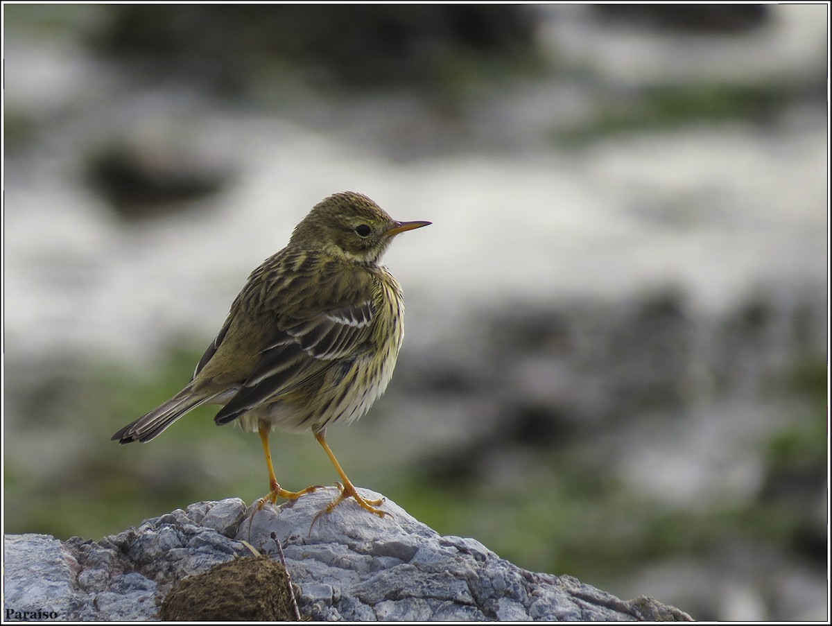 Meadow Pipit - ML617782865