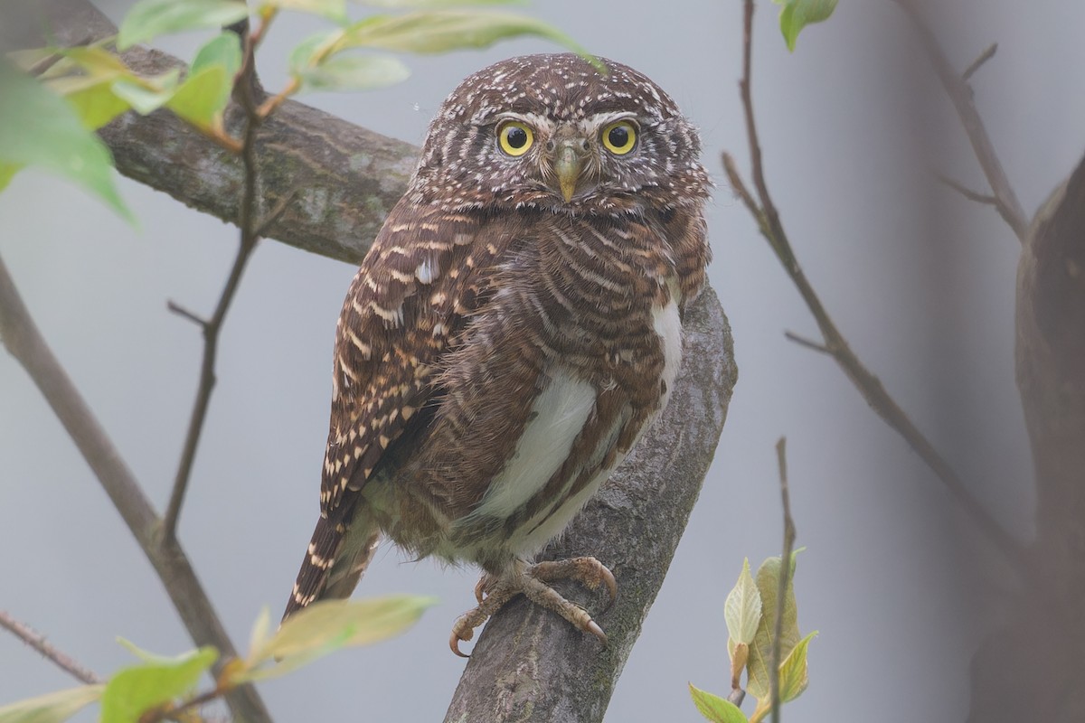 Collared Owlet - ML617782909