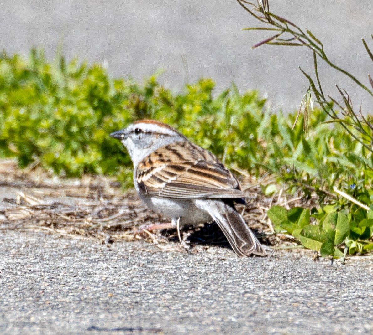 Chipping Sparrow - ML617782966