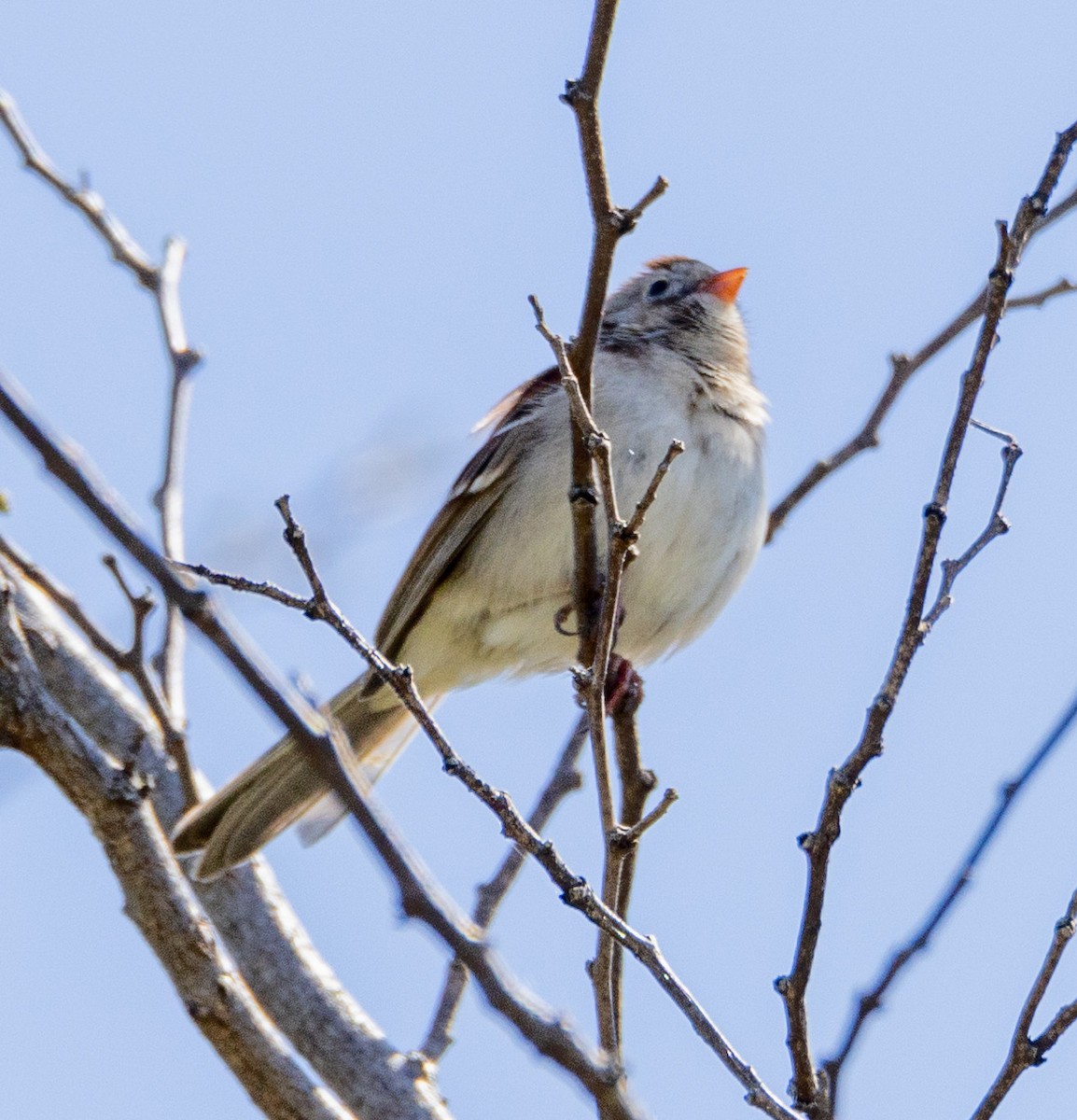 Field Sparrow - ML617782988
