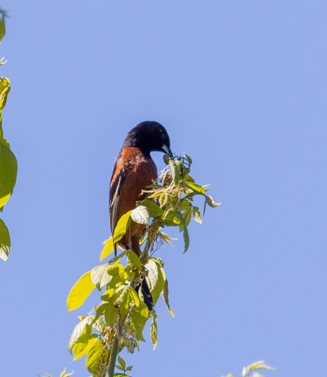 Orchard Oriole - ML617782996