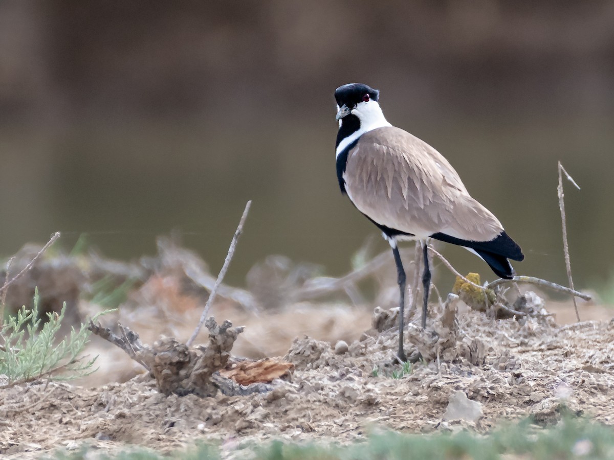 Spur-winged Lapwing - ML617783063