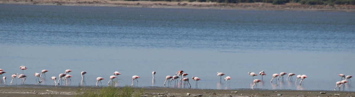 Chilean Flamingo - Celina Emilia Iratchet