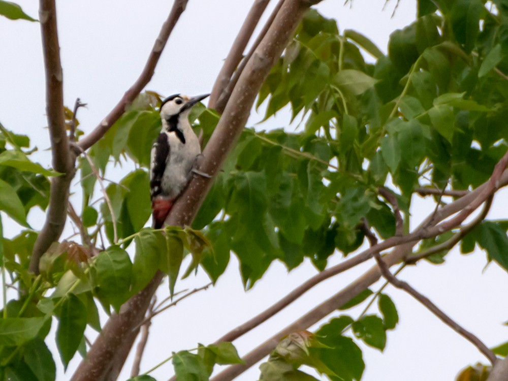 Syrian Woodpecker - ML617783122