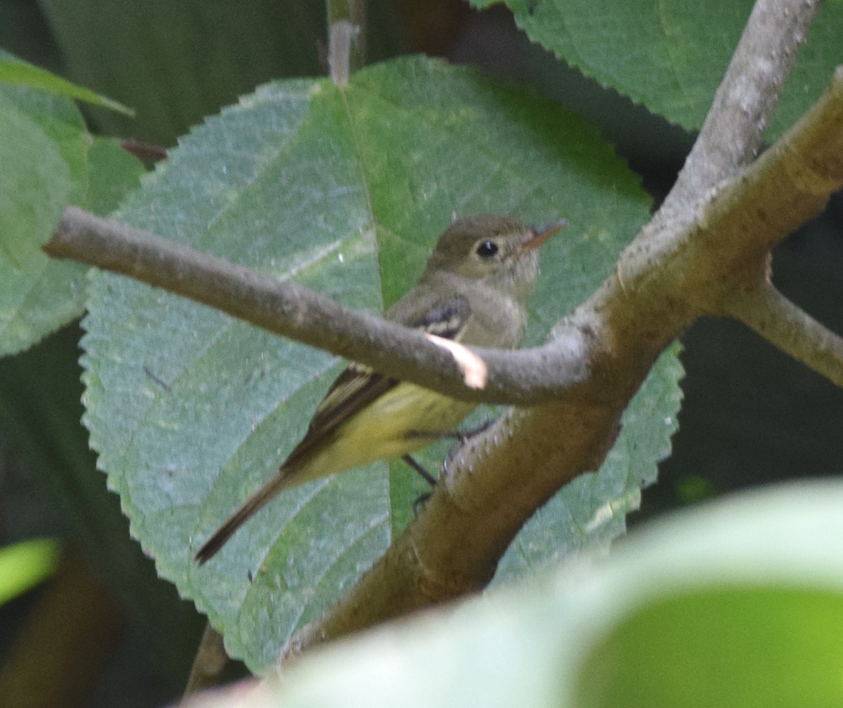 Yellow-bellied Flycatcher - Zuly Escobedo / Osberto Pineda