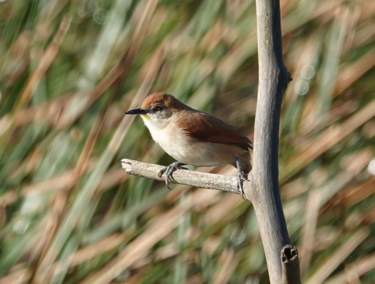 Yellow-chinned Spinetail - ML617783186