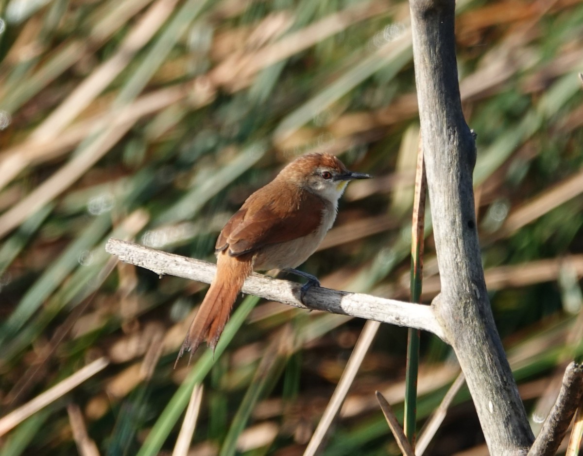 Yellow-chinned Spinetail - Jenny Vogt