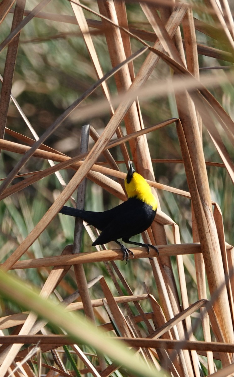 Yellow-hooded Blackbird - ML617783220