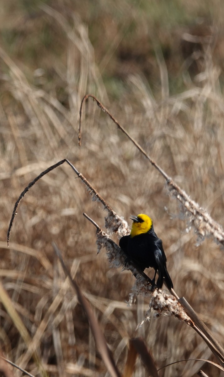 Yellow-hooded Blackbird - ML617783221