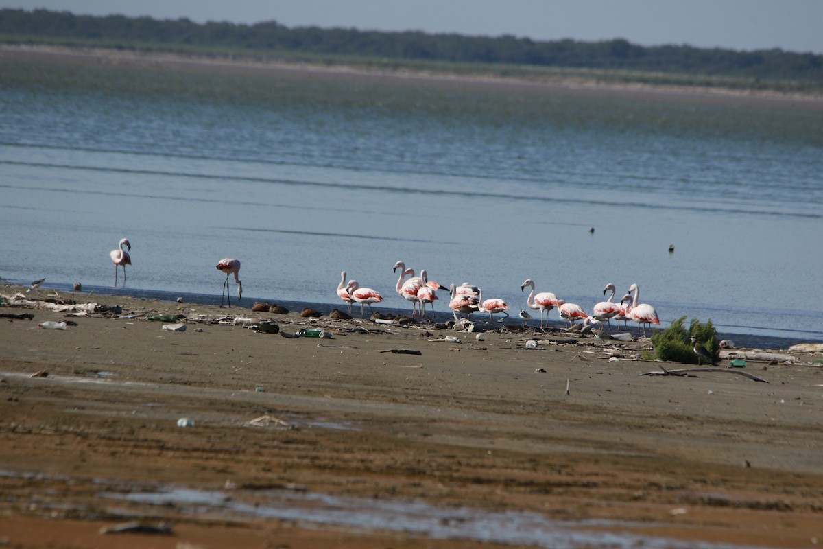 Chilean Flamingo - ML617783224
