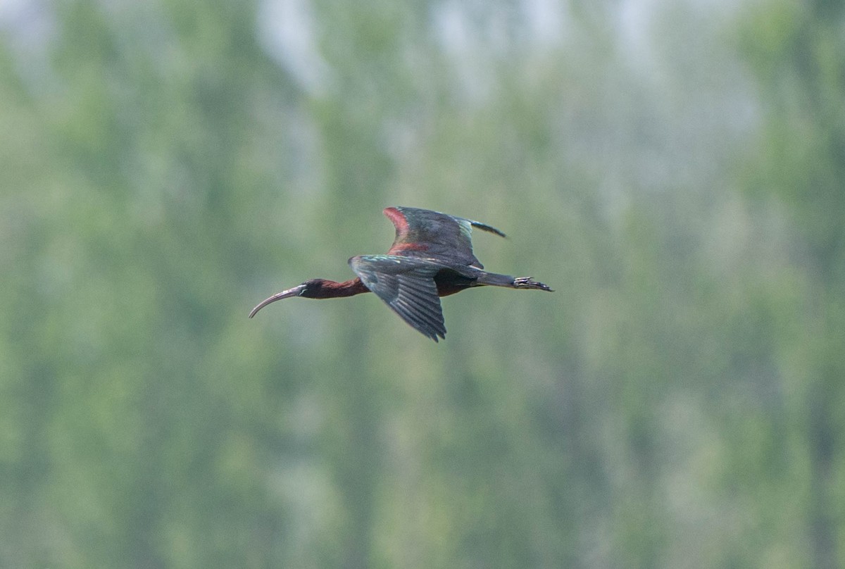 ibis hnědý - ML617783257