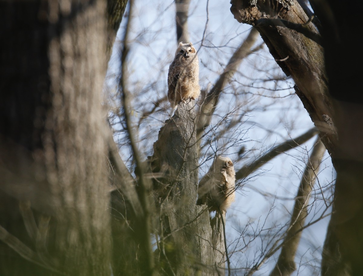 Great Horned Owl - ML617783296