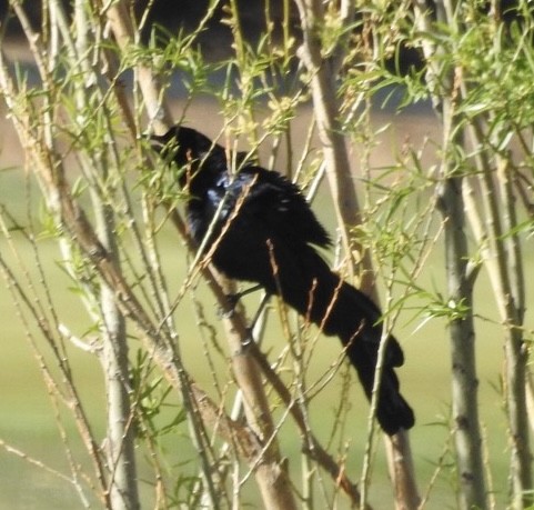 Great-tailed Grackle - ML617783346