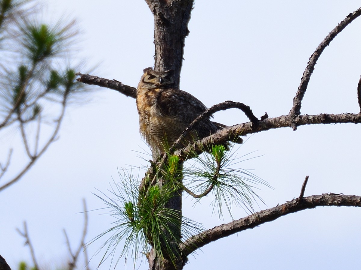 Great Horned Owl - ML617783456