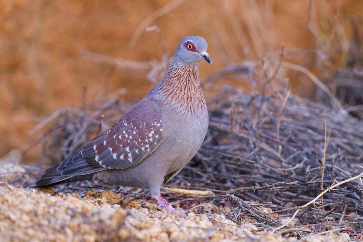 Speckled Pigeon - Paul Maury