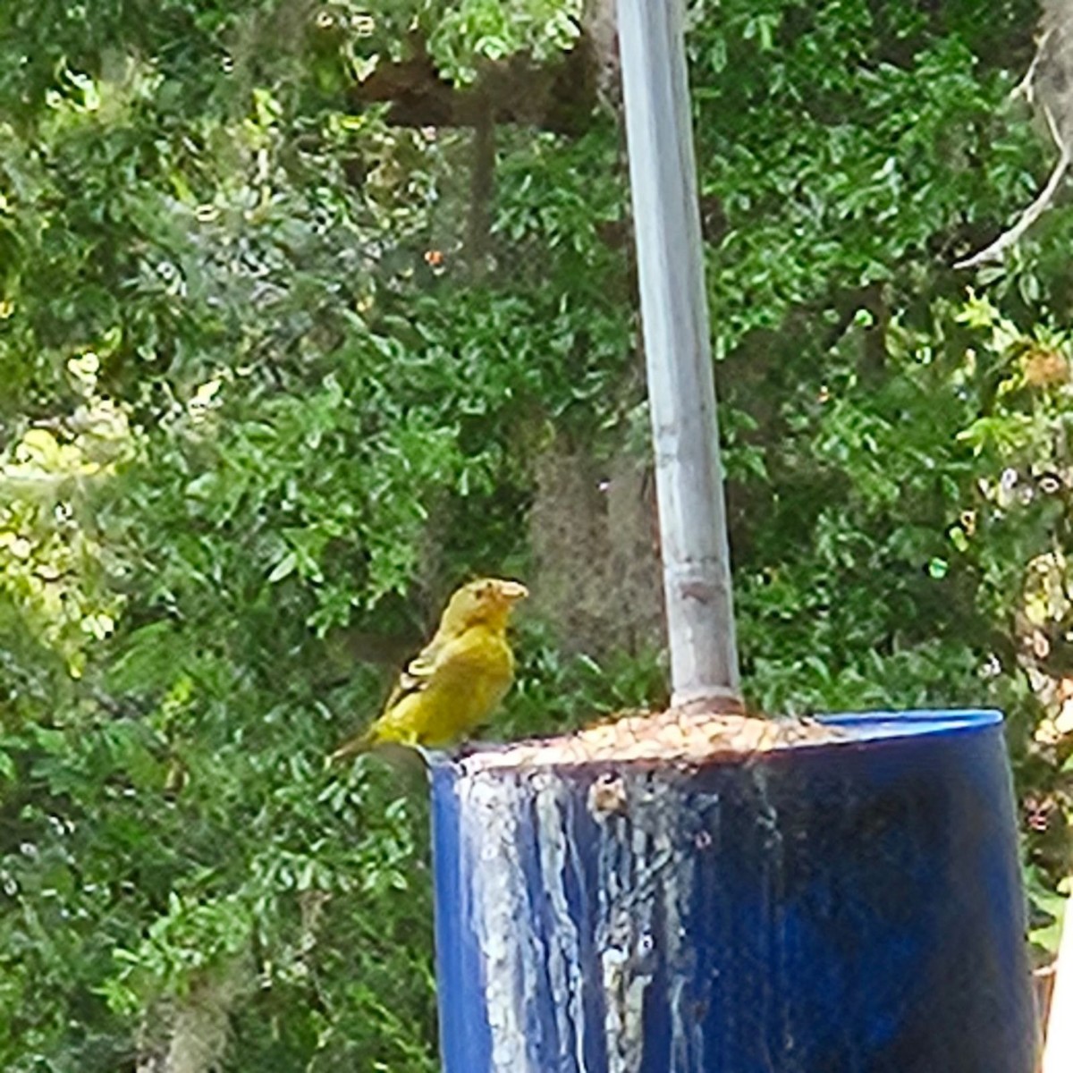 Western Tanager - ML617783563