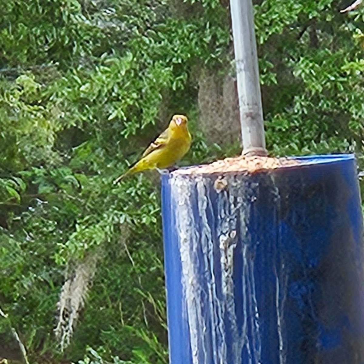 Western Tanager - ML617783564
