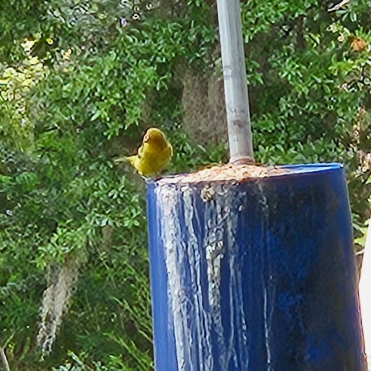 Western Tanager - ML617783565