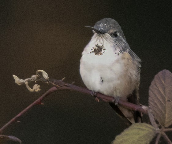 Broad-tailed Hummingbird - ML617783571