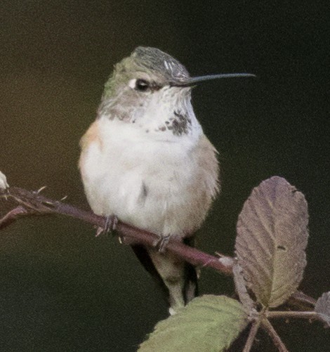 Broad-tailed Hummingbird - ML617783572