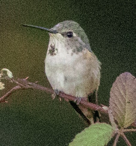 Broad-tailed Hummingbird - ML617783573